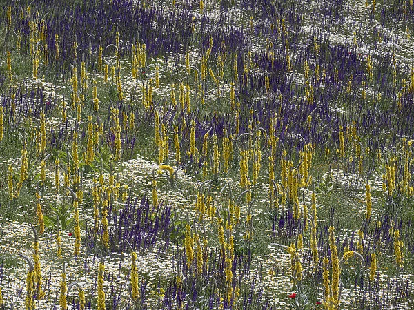 Fallow fields burst into flower containing Corn chamomile (Anthemis arvensis), Hoarry mullein (Verbascum pulverulentum), Purple toadflax (Linaria purpurea) and Common poppy (Papaver rhoeas), Abruzzo, Italy, June