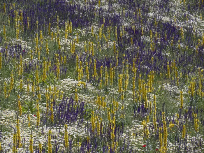 Framed Print : Fallow fields burst into flower containing Corn chamomile (Anthemis arvensis), Hoarry mullein (Verbascum pulverulentum), Purple toadflax (Linaria purpurea) and Common poppy (Papaver rhoeas), Abruzzo, Italy, June