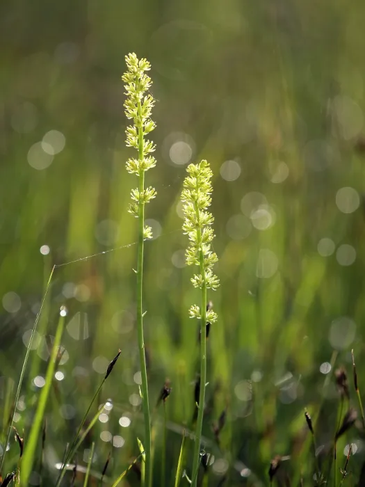 Framed Print : False asphodel (Tofieldia calyculata) in flower in grassland, Upper Bavaria, Germany. June