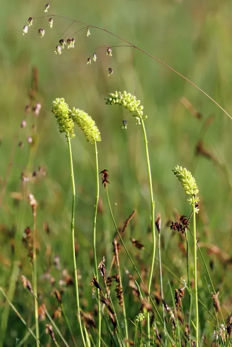 Framed Print : False asphodel (Tofieldia calyculata) in flower in grassland, Upper Bavaria, Germany. June Framed Print : False asphodel (Tofieldia calyculata) in flower in grassland, Upper Bavaria, Germany. June
