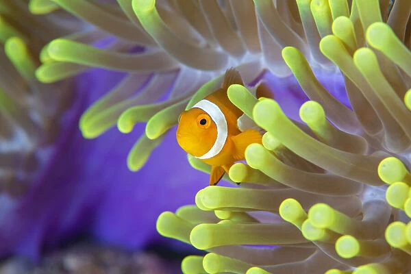 False clown anemonefish (Amphiprion ocellaris) looking out of a magnificent sea anemone