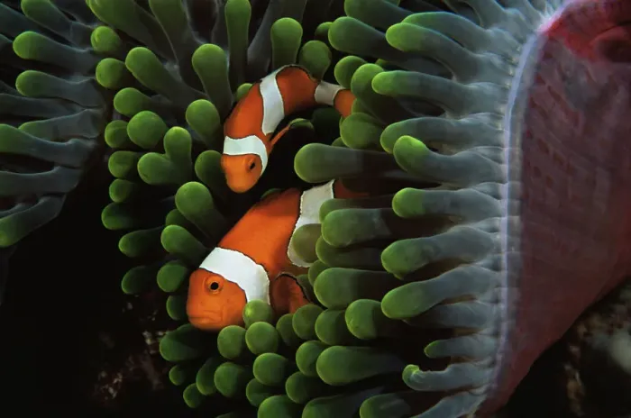 Framed Print : Two false clown anemonefish (Amphiprion ocellaris) amongst tentacles of sea anemone Framed Print : Two false clown anemonefish (Amphiprion ocellaris) amongst tentacles of sea anemone