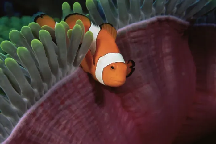 Framed Print : False clown anemonefish (Amphiprion ocellaris) amongst tentacles of sea anemone, Wakatobi Islands Framed Print : False clown anemonefish (Amphiprion ocellaris) amongst tentacles of sea anemone, Wakatobi Islands