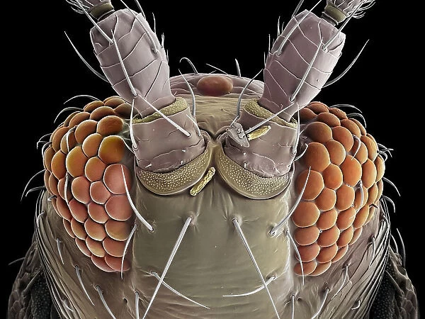 False-coloured scanning electron micrograph of a Thrip's (Thysanoptera) head, the bulging compound eyes can be seen on either side of the head, with sensory hairs sprouting between the individual units (ommatidia) that make up each compound eye