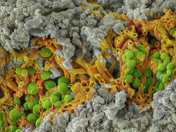 False-coloured scanning electron micrograph of a cleaved sample of a crustose lichen growing on grey limestone, the orange are fungal threads and the green shows algal cells