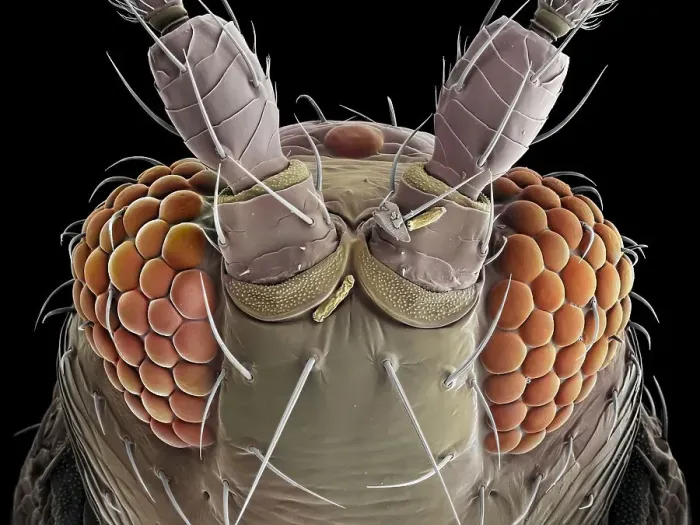 Framed Print : False-coloured scanning electron micrograph of a Thrip's (Thysanoptera) head, the bulging compound eyes can be seen on either side of the head, with sensory hairs sprouting between the individual units (ommatidia) that make up each compound eye