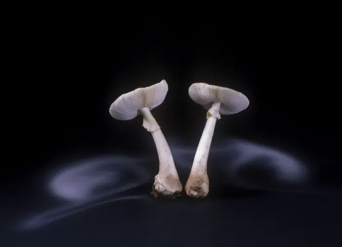 Framed Print : False death cap fungus (Amanita citrina var Framed Print : False death cap fungus (Amanita citrina var