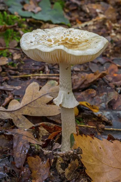 Framed Print : False deathcap toadstool (Amanita citrina) growing in forest leaf litter in autumn, Flanders, Belgium. October