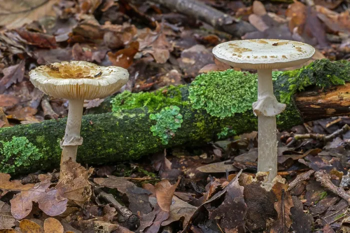 Framed Print : False deathcap toadstools (Amanita citrina) growing in forest leaf litter in autumn, Flanders, Belgium. October Framed Print : False deathcap toadstools (Amanita citrina) growing in forest leaf litter in autumn, Flanders, Belgium. October