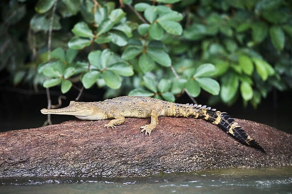 False gharial (Tomistoma schlegelii) resting on rock in Mpassa river. Bateke Plateau National Park