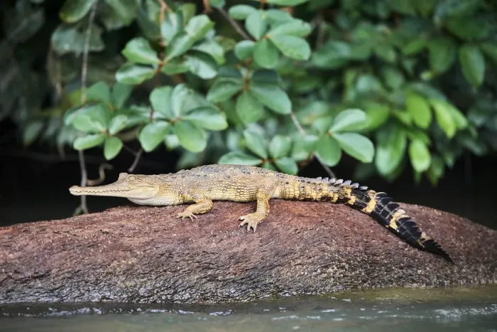 Framed Print : False gharial (Tomistoma schlegelii) resting on rock in Mpassa river. Bateke Plateau National Park Framed Print : False gharial (Tomistoma schlegelii) resting on rock in Mpassa river. Bateke Plateau National Park