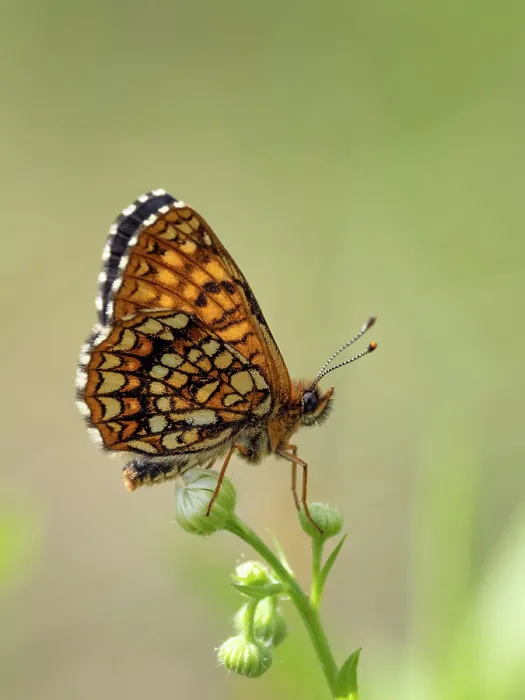 Framed Print : False heath fritillary butterfly (Melitaea diamina) male, resting on plant stem, Upper Bavaria, Germany. July Framed Print : False heath fritillary butterfly (Melitaea diamina) male, resting on plant stem, Upper Bavaria, Germany. July