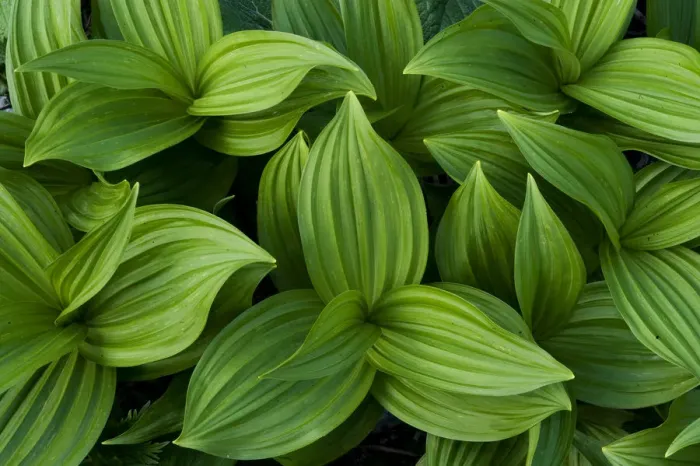 Framed Print : False hellebores (Veratrum sp) Triglav National Park, Julian Alps, Slovenia, July 2009 Framed Print : False hellebores (Veratrum sp) Triglav National Park, Julian Alps, Slovenia, July 2009