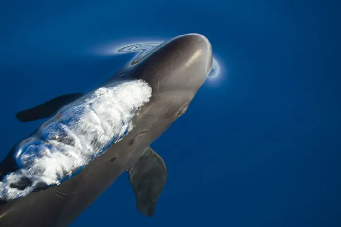 Framed Print : False killer whale (Pseudorca crassidens) just below surface exhaling as it breaks the surface