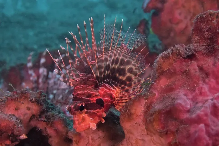 Framed Print : False Mombasa lionfish (Pterois paucispinula) camouflaged on a reef, Bali, Pacific Ocean Framed Print : False Mombasa lionfish (Pterois paucispinula) camouflaged on a reef, Bali, Pacific Ocean