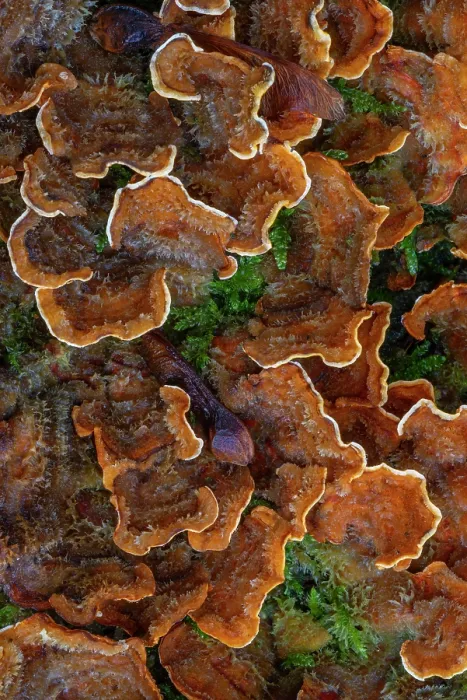 Framed Print : False turkey tail (Stereum hirsutum) fungus growing on dead wood in autumn forest, Belgium. November Framed Print : False turkey tail (Stereum hirsutum) fungus growing on dead wood in autumn forest, Belgium. November