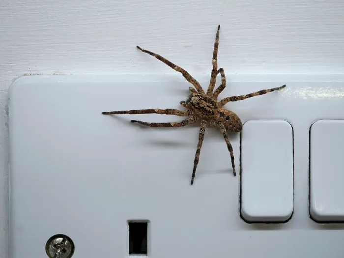 Framed Print : False wolf spider (Zoropsis spinimana) on a plug socket inside a house, London, England, UK. October Framed Print : False wolf spider (Zoropsis spinimana) on a plug socket inside a house, London, England, UK. October