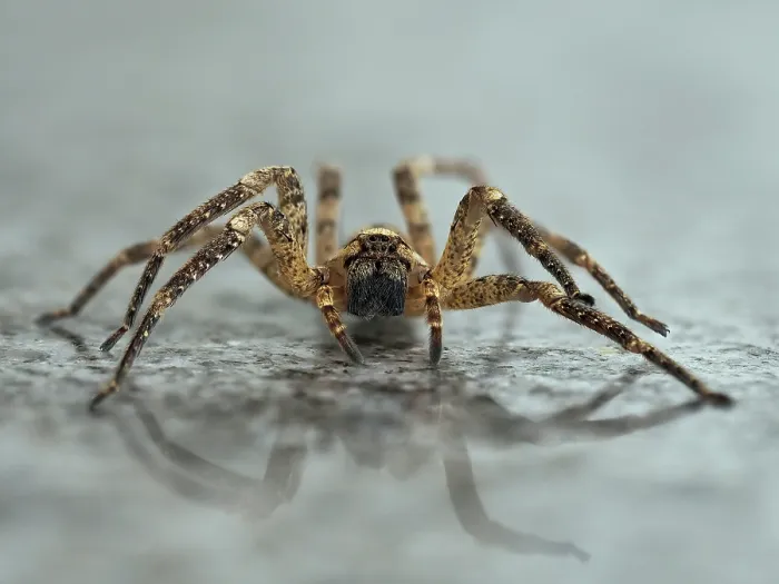 Framed Print : False wolf spider (Zoropsis spinimana) portrait, London, England, UK. October. Focus stacked Framed Print : False wolf spider (Zoropsis spinimana) portrait, London, England, UK. October. Focus stacked