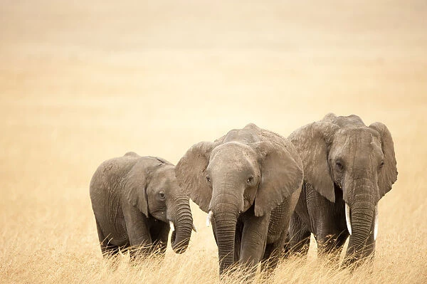 Family of African elephants (Loxodonta africana), Masai Mara National Reserve, Kenya