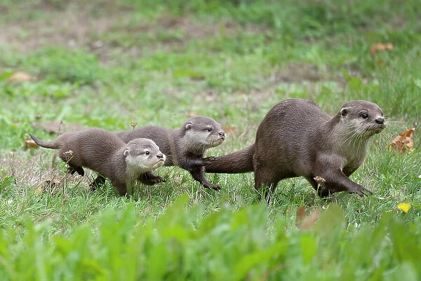 Family of Asian small-clawed otter (Aonyx cinerea), parent and pups, walking through grass. Captive, occurs in Asia. Zooparc Overloon, the Netherlands