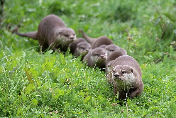Family of Asian small-clawed otter (Aonyx cinerea), parents and pups, walking through grass. Captive, occurs in Asia. Zooparc Overloon, the Netherlands