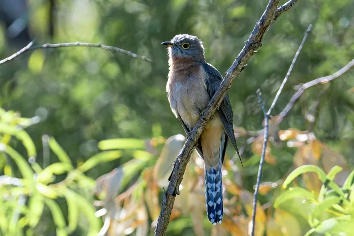 Framed Print : Fan-tailed cuckoo (Cacomantis flabelliformis) perched on branch, Inglewood, Queensland, Australia