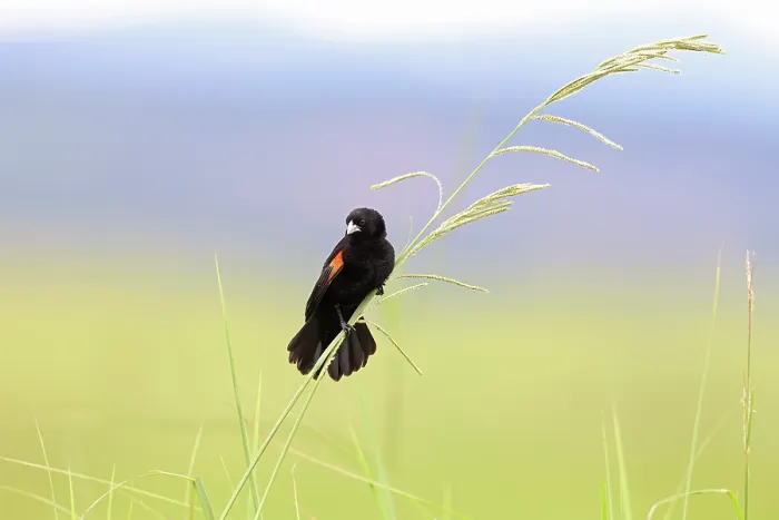 Framed Print : Fan-tailed widowbird (Euplectes axillaris) male, summer breeding plumage, perched among tall grass with tail fanned out, displaying, Thurlow Nature Reserve, KwaZulu Natal Framed Print : Fan-tailed widowbird (Euplectes axillaris) male, summer breeding plumage, perched among tall grass with tail fanned out, displaying, Thurlow Nature Reserve, KwaZulu Natal
