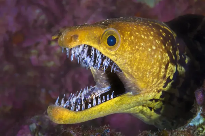 Framed Print : Fangtooth moray eel (Enchelycore anatina) with mouth open, Grand Canaria, Canary Islands, Spain Framed Print : Fangtooth moray eel (Enchelycore anatina) with mouth open, Grand Canaria, Canary Islands, Spain