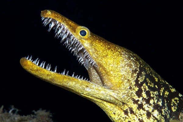 Fangtooth moray (Enchelycore anatina) with open mouth, portrait. Tenerife, Canary Islands