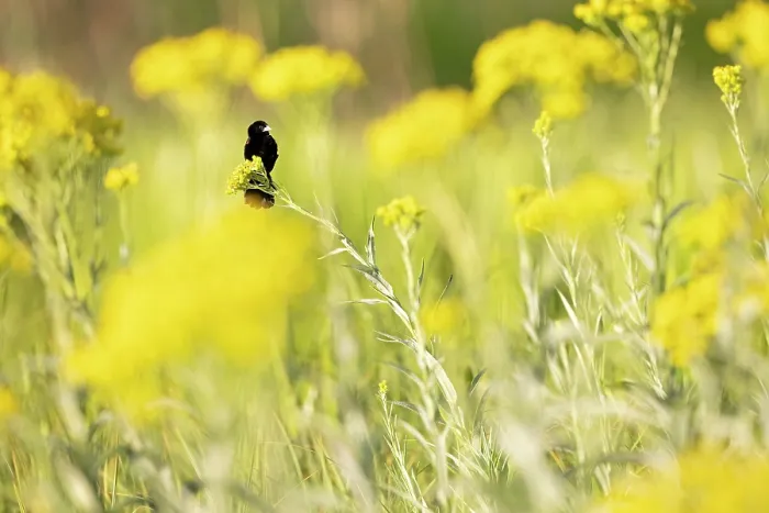 Framed Print : Fantailed widowbird (Euplectes axillaris) perched among yellow flowers, Balgowan, KwaZulu-Natal midlands, South Africa Framed Print : Fantailed widowbird (Euplectes axillaris) perched among yellow flowers, Balgowan, KwaZulu-Natal midlands, South Africa