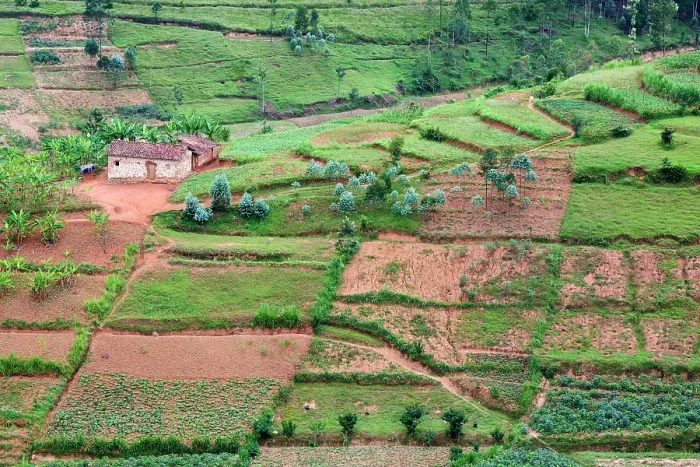 Framed Print : Farmland, fields and tea plantation, Gishwati district, Rwanda. March, 2025 Framed Print : Farmland, fields and tea plantation, Gishwati district, Rwanda. March, 2025