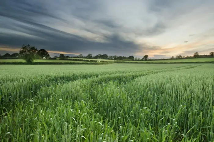Framed Print : Farmland with wheat crop, Northern Ireland, UK, June 2011 Framed Print : Farmland with wheat crop, Northern Ireland, UK, June 2011