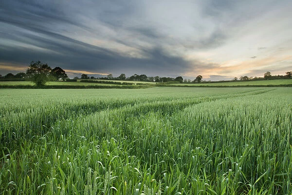 Farmland with wheat crop, Northern Ireland, UK, June 2011