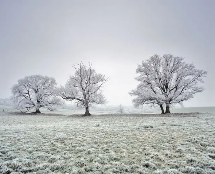 Framed Print : Farmland wtih three Oak trees (Quercus robur) covered in frost. Saint Gobain, Picardy Framed Print : Farmland wtih three Oak trees (Quercus robur) covered in frost. Saint Gobain, Picardy