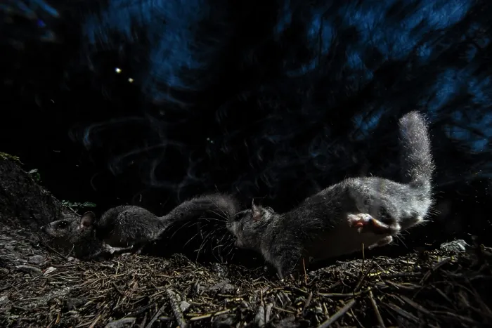 Framed Print : Two Fat dormice (Glis glis) competing for food, Mont Avic natural park, Aosta Valley, Alps, Italy. August Framed Print : Two Fat dormice (Glis glis) competing for food, Mont Avic natural park, Aosta Valley, Alps, Italy. August