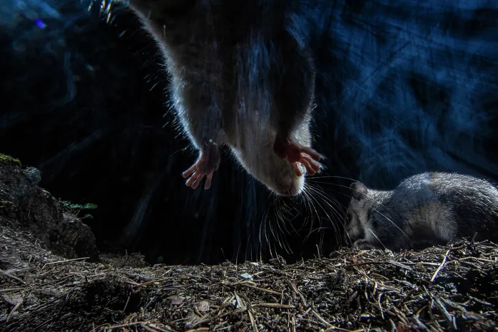 Framed Print : Two Fat dormice (Glis glis) competing for food in forest at night, Mont Avic natural park, Aosta Valley, Alps, Italy. August Framed Print : Two Fat dormice (Glis glis) competing for food in forest at night, Mont Avic natural park, Aosta Valley, Alps, Italy. August