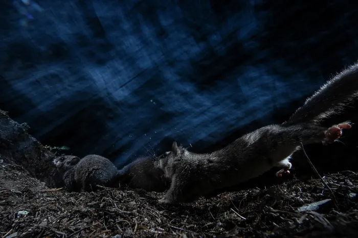 Framed Print : Two Fat dormice (Glis glis) competing for food in forest at night, Mont Avic natural park, Aosta Valley, Alps, Italy. August Framed Print : Two Fat dormice (Glis glis) competing for food in forest at night, Mont Avic natural park, Aosta Valley, Alps, Italy. August
