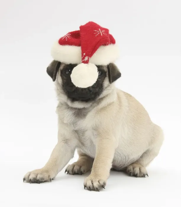 Framed Print : Fawn Pug puppy, 8 weeks, wearing a Father Christmas hat Framed Print : Fawn Pug puppy, 8 weeks, wearing a Father Christmas hat