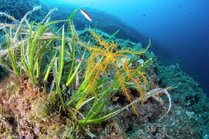 Framed Print : Feather star (Antedon Mediterranea) on Mediterranean tapeweed (Posidonia oceanica), Vis Island, Croatia, Adriatic Sea Framed Print : Feather star (Antedon Mediterranea) on Mediterranean tapeweed (Posidonia oceanica), Vis Island, Croatia, Adriatic Sea