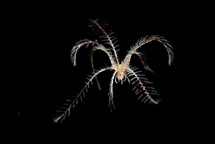 Framed Print : Feather star (Florometra serratissima) swimming in the water column at night, Salish Sea, Vancouver Island, British Columbia, Canada Framed Print : Feather star (Florometra serratissima) swimming in the water column at night, Salish Sea, Vancouver Island, British Columbia, Canada