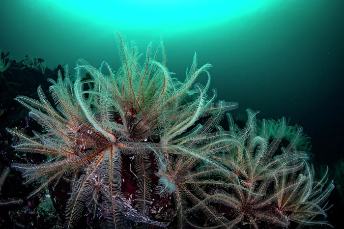 Framed Print : Feather stars (Florometra serratissima) feeding on plankton, Salish Sea, Vancouver Island, British Columbia, Canada Framed Print : Feather stars (Florometra serratissima) feeding on plankton, Salish Sea, Vancouver Island, British Columbia, Canada