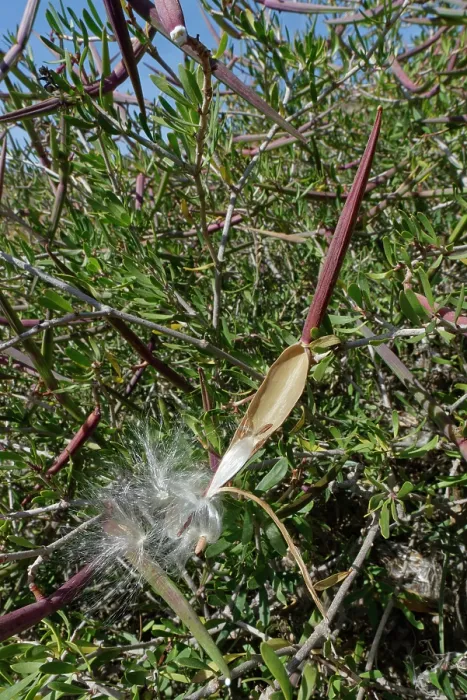 Framed Print : Feathery seeds bursting from a ripe, split-open pod of Silk vine (Periploca laevigata angustifolia), Cabo de Gata-Nijar Natural Park, Almeria, Spain. March Framed Print : Feathery seeds bursting from a ripe, split-open pod of Silk vine (Periploca laevigata angustifolia), Cabo de Gata-Nijar Natural Park, Almeria, Spain. March
