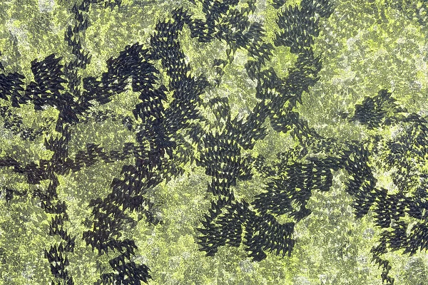 Feeding trails from Common snails (Helix aspersa) grazing algae growing on black paint