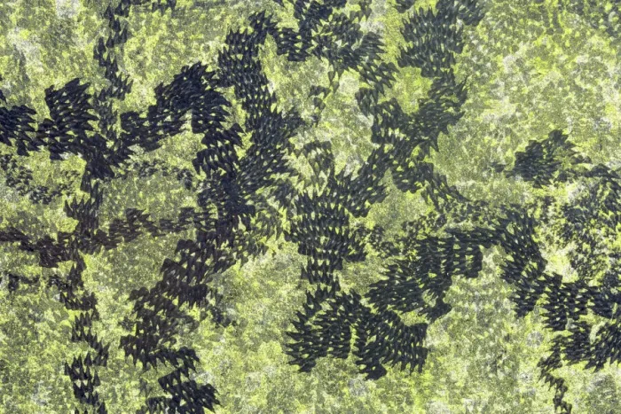 Framed Print : Feeding trails from Common snails (Helix aspersa) grazing algae growing on black paint Framed Print : Feeding trails from Common snails (Helix aspersa) grazing algae growing on black paint