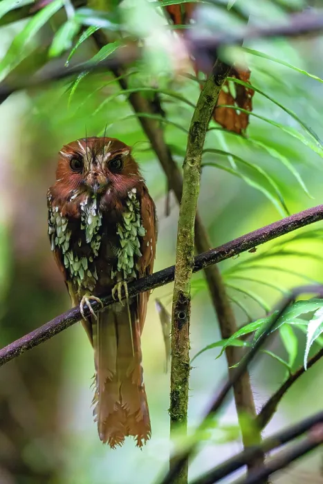 Framed Print : Feline owlet-nightjar (Aegotheles insignis) perched in tree, Arfak, West Papua, New Guinea Framed Print : Feline owlet-nightjar (Aegotheles insignis) perched in tree, Arfak, West Papua, New Guinea