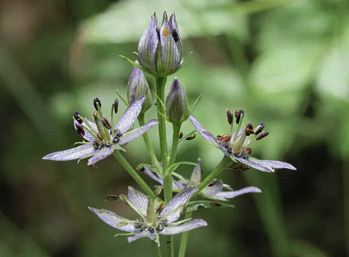 Framed Print : Felwort (Swertia perennis) in flower, Italy. July
