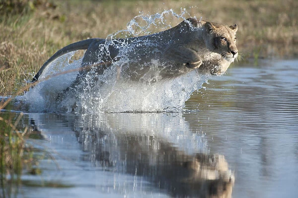 Female African lion (Panthera leo) jumping in to the Khwai river, Okavango Delta