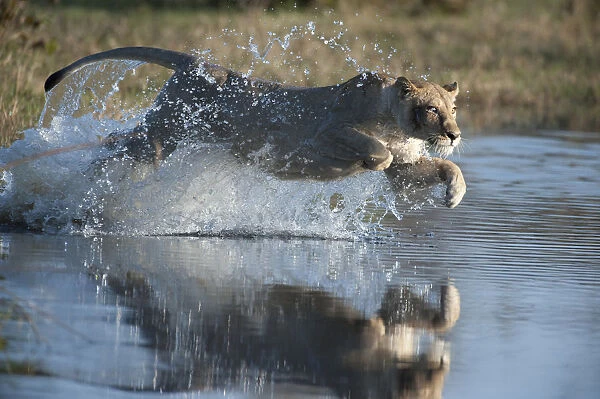 Female African lion (Panthera leo) jumping in to the Khwai river, Okavango Delta