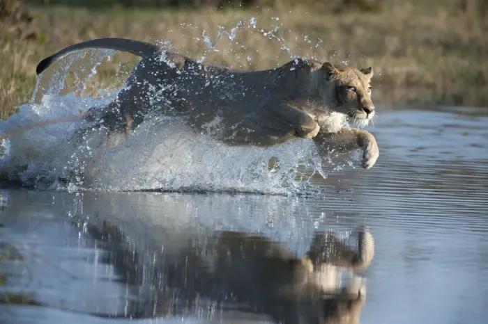 Framed Print : Female African lion (Panthera leo) jumping in to the Khwai river, Okavango Delta Framed Print : Female African lion (Panthera leo) jumping in to the Khwai river, Okavango Delta