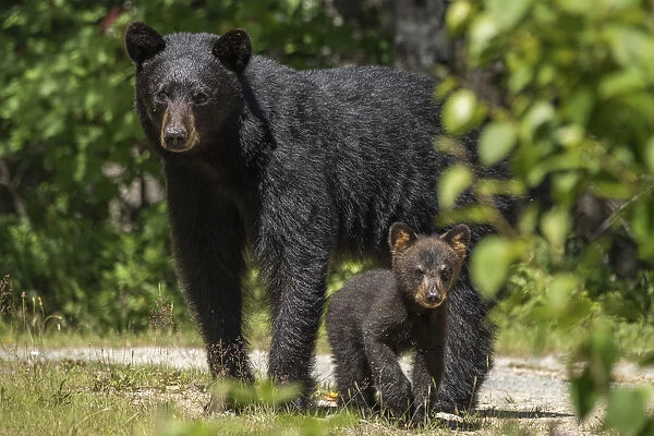 A female American black bear (Ursus americanus) and her young cub, Nova Scotia, Canada